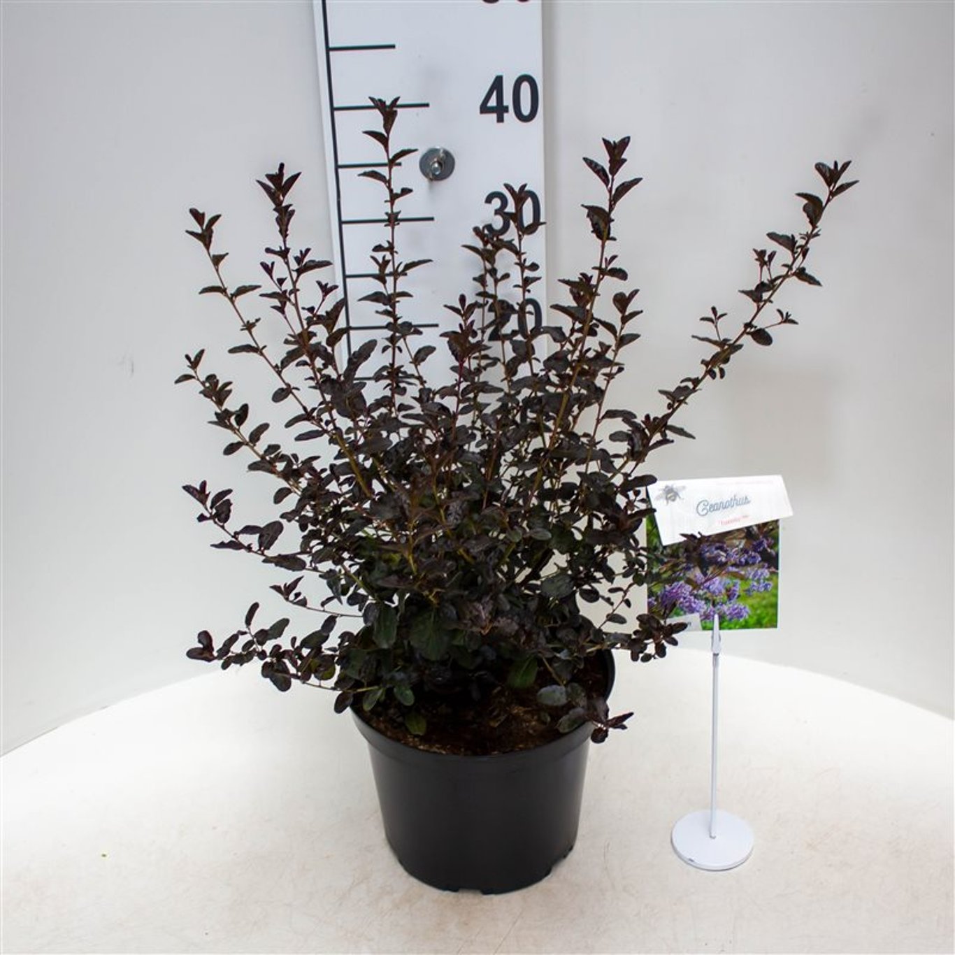 Ceanothus 'Tuxedo' - C5 40-50 CM